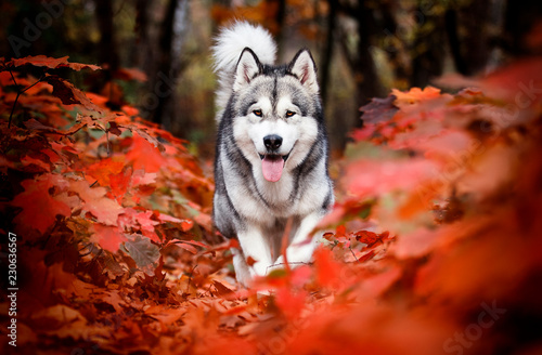 Alaskan Malamute dog for a walk in the woods