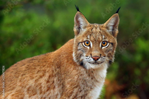 The Eurasian lynx (Lynx lynx), portait. Siberian lynx portait.