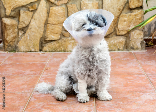 Havanese Dog with a Plastic Elizabethan Collar for Protection after Surgery