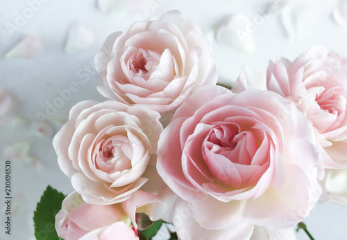 Pink roses and petals isolated on white background. Perfect for background greeting cards and invitations of the wedding, birthday, Valentine's Day, Mother's Day.