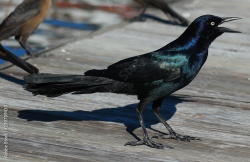 Iridescent male Boat-tailed Grackle