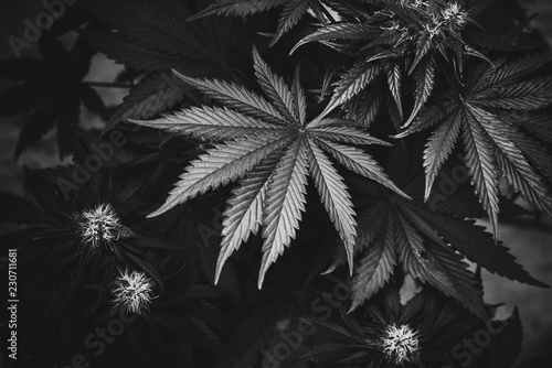marijuana leaves black and white high quality art photo