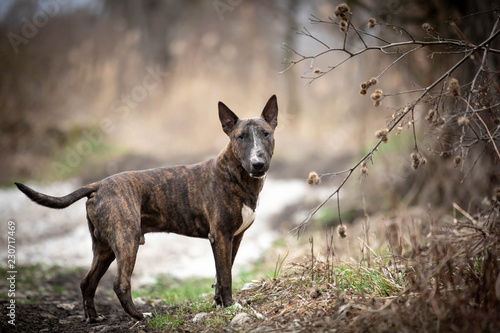 bullterrier dog nature