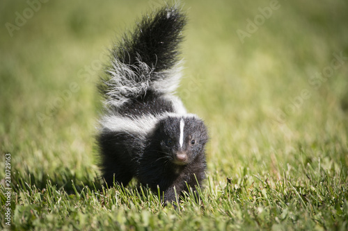 Skunk