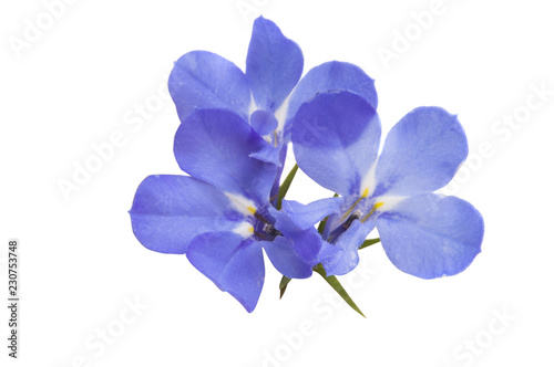 Lobelia blue isolated