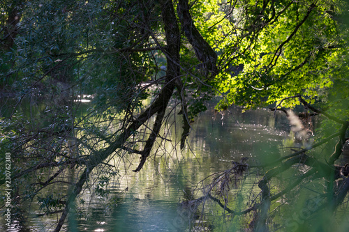 Sommermorgen am Fluss