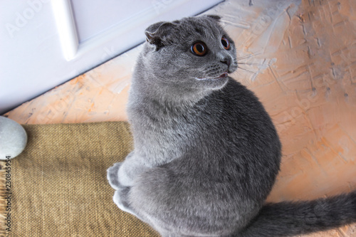 gray scottish fold cat on a white background