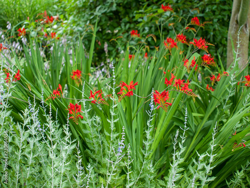 Crocosmia 'Lucifer' (Crocosmia Masoniorum ) ou montbretia. 