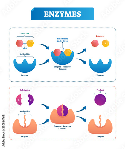 Enzyme vector illustration. Labeled cycle and diagram with catalysts.