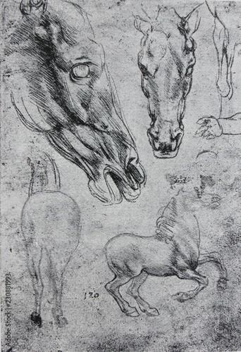Sketches of Horses by Leonardo da Vinci engraved in a vintage book Leonard de Vinci, author Eugene Muntz, 1899, Paris