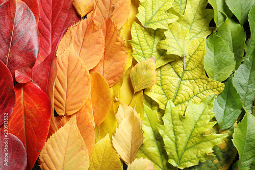 Many colorful autumn leaves as background, top view