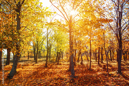 Beautiful autumn landscape with trees and dry leaves on ground
