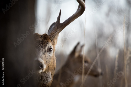 Peak-a-boo Buck