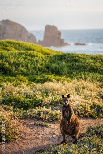 A Swamp Wallaby (Wallabia bicolor) feeding at sunset at Cape Woolamai, Phillip Island, Victoria, Australia