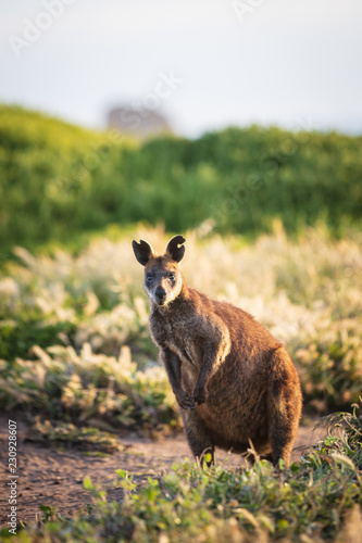 A Swamp Wallaby (Wallabia bicolor) feeding at sunset at Cape Woolamai, Phillip Island, Victoria, Australia