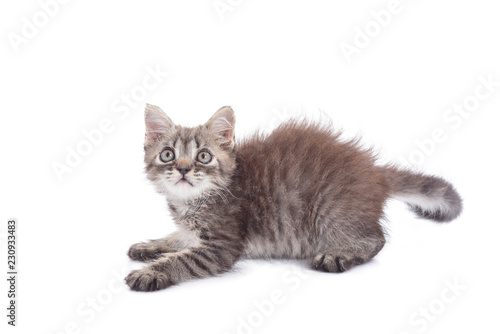 Little kitten isolated over white background