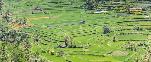 Panorama of a terraced rice field on Bali, Indonesia