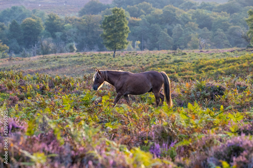 New Forest Pony