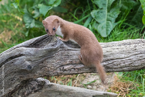Weasel or Least weasel (mustela nivalis) on a tree log