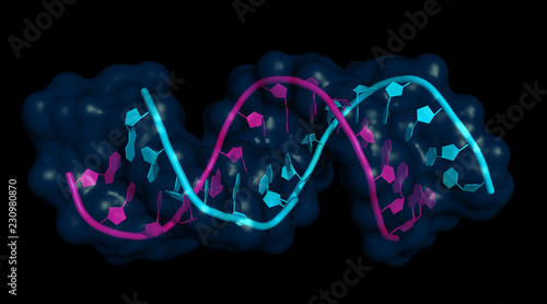 micro RNA (let7; pink) bound to mRNA (lin-41; cyan). miRNAs are small non-coding RNA molecules important for gene regulation and implicated in cancer, obesity and heart disease.