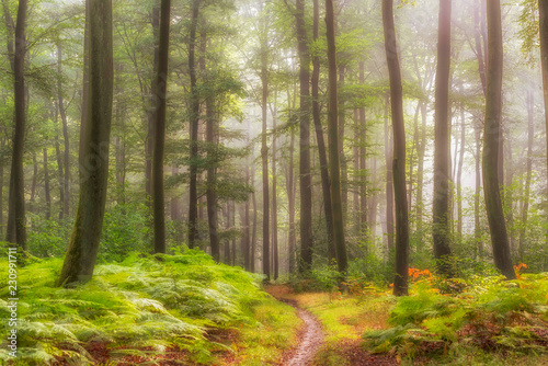 misty atmosphere in the forest