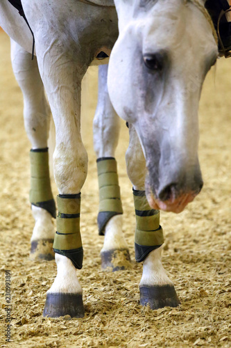 All four legs with the hoofs of a race horse outdoors