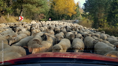 Redyk, uroczyste wyjście pasterzy ze stadami owiec na wypas na górskich halach lub ja w tym wypadku ich powrót z wypasu