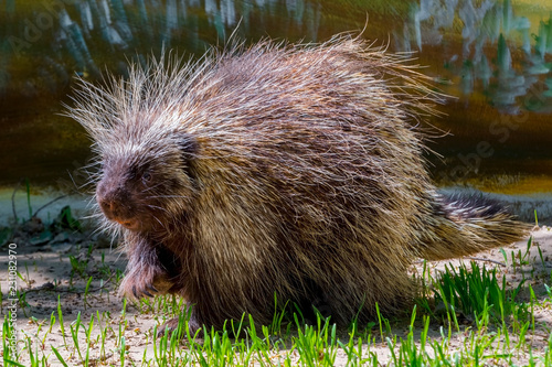 Tree Porcupine Walking