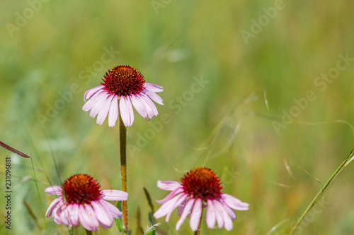 Cone Flowers In Late Spring
