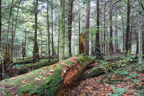 A large dead tree on the ground, covered with moss and a few autumn leaves. This virgin forest is located in Hearts Content Recreation Area in Allegheny National Forest.