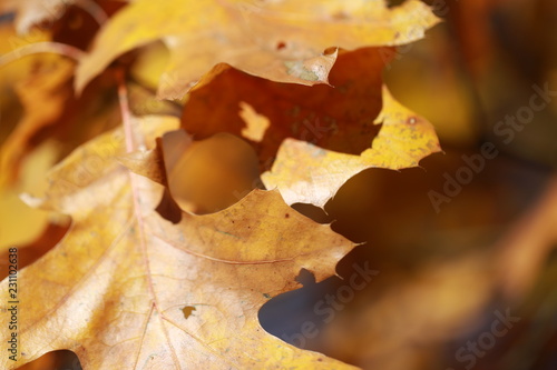 Golden leaves on the tress in the autumn season