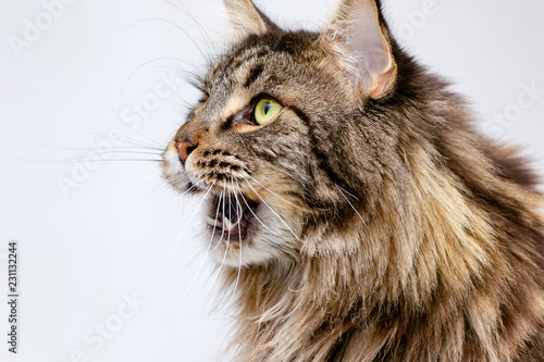 Animal health concept. 5 years old black tabby maine coon cat. Copy space, isolated.
