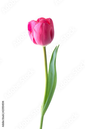 Pink tulip flower isolated on white background