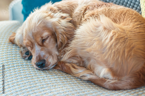 Beautiful Cute Golden Brown Cocker Spaniel Dog Puppy 