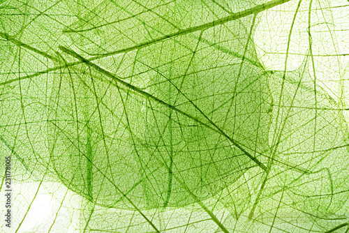 leaves background