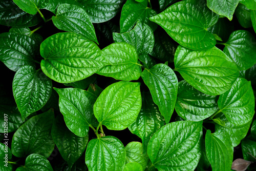 beautiful green betel leaves texture background