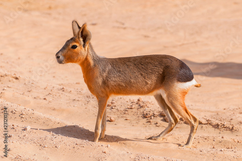 The Patagonian mara (Dolichotis patagonum) oasis lagoon Al Qudra Lakes in the desert in the United Arab Emirates in Arabia.