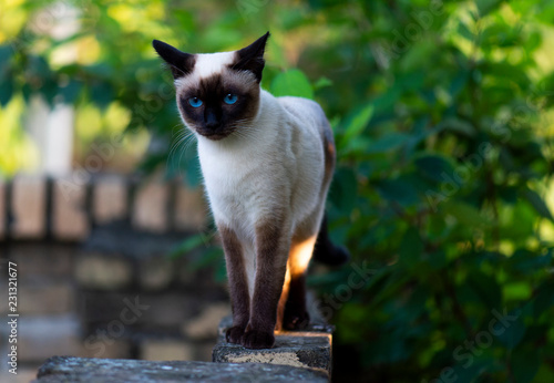 Siamese cat with blue eyes