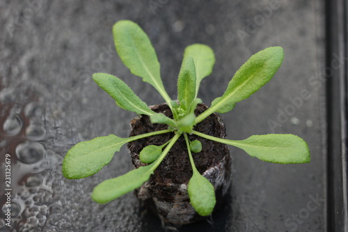 Arabidopsis thaliana en développement