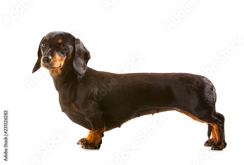 Black and tan miniature Dachshund, side view with dog looking towards camera