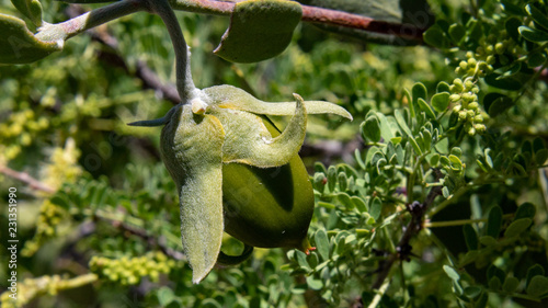 Nearly ripe, a green Jojoba seed or fruit in the Sonoran Desert with Cat's Claw Acacia in the background. Pima County, Tucson, Arizona. Spring of 2018.