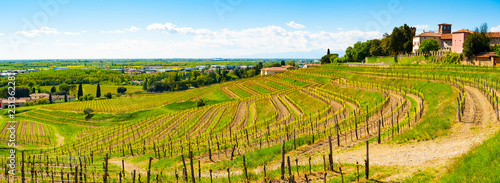 Panoramic view of vineyards and castle in Buttrio
