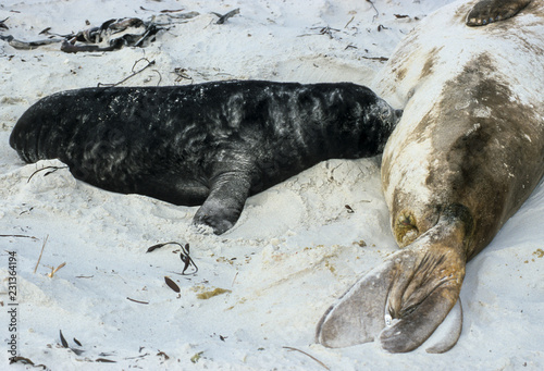 Eléphant de mer du Sud, femelle et jeune, allaitement, Mirounga leonina, Iles Falkland, Malouines