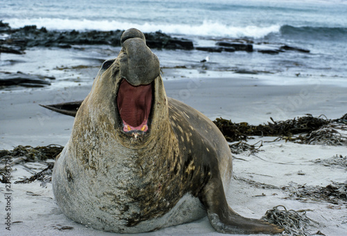Eléphant de mer du Sud, mâle, Mirounga leonina, Iles Falkland, Malouines