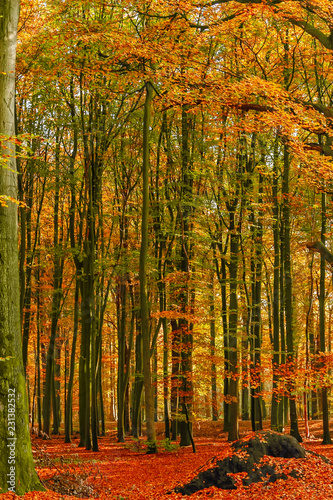 View of a colorful forest in autumn, with its beautiful shades,