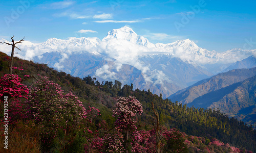 Stunning views of the valley blooming rhododendrons in the background of snowy peaks of the Himalayas. Poon heal