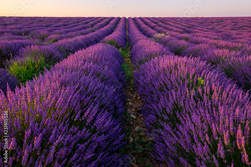 Champ de lavande en Provence, France. Plateau de Valensole. Lever de soleil.