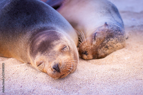Galapagos Islands. Seals. Ecuador. Animals of Ecuador. Seals sleep on the beach of the Galapagos Islands. .
