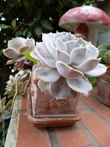  Echeveria Lola in the garden. Lola-variety of Echeveria Leisel which is member of the Echeveria family