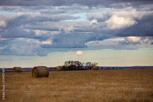 Hayfield, with round bales, and cloudy sky.